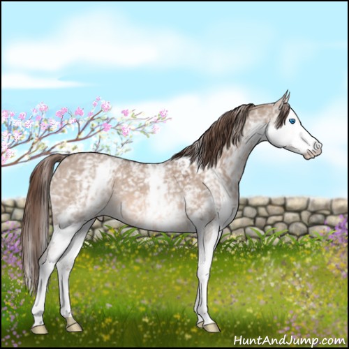 Horse Color:White Spotted Liver Red Dun Roan Splash 