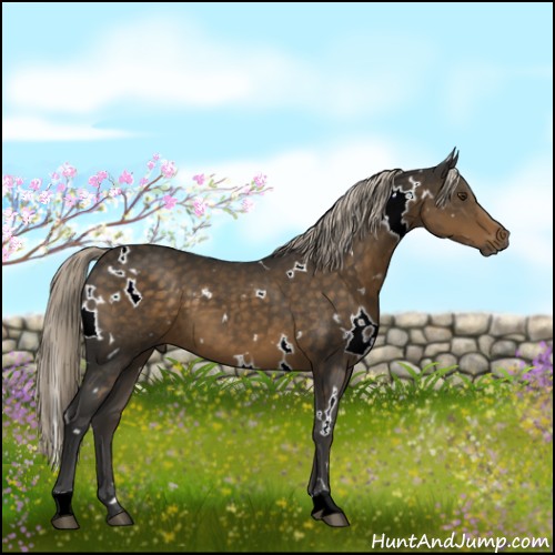 Horse Color:White Spotted Chocolate Palomino 