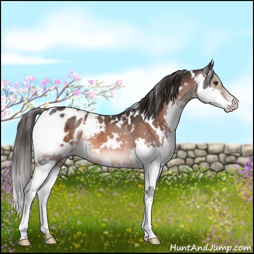Horse Color:White Spotted Brown Mushroom Splash Appaloosa 