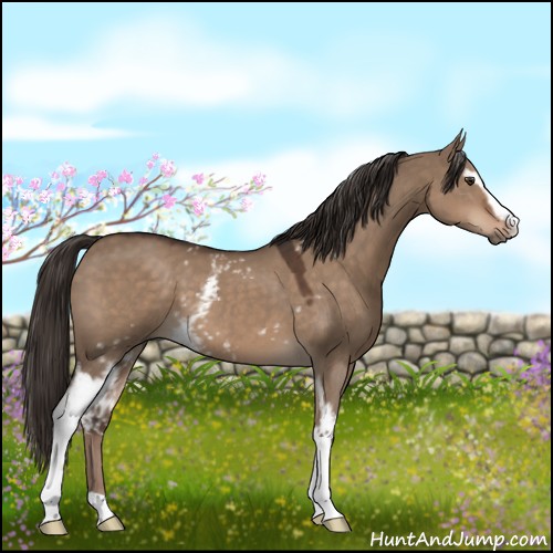 Horse Color:White Spotted Liver Red Dun 