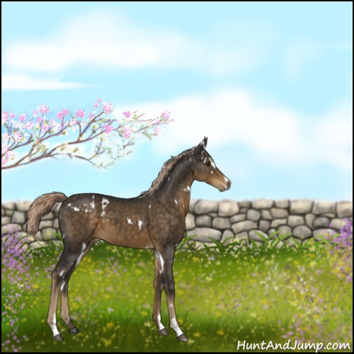 Horse Color:White Spotted Chocolate Palomino Sabino 