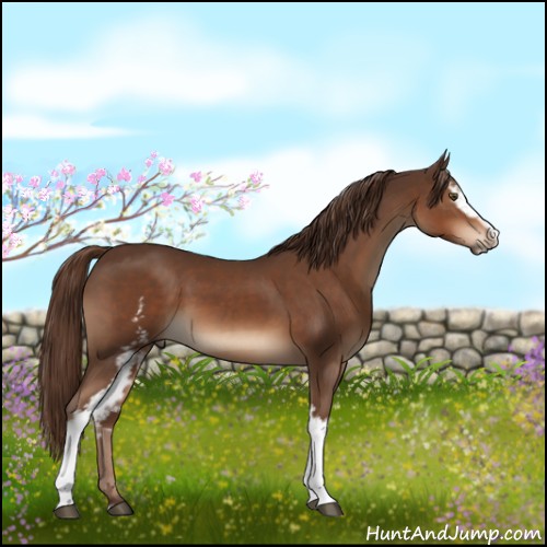 Horse Color:White Spotted Liver Chestnut Sabino 