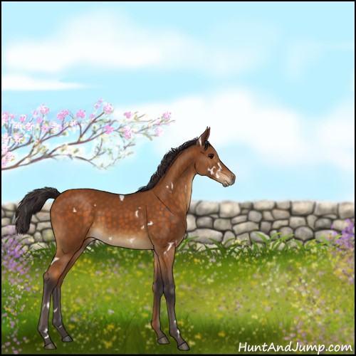 Horse Color:White Spotted Buckskin 
