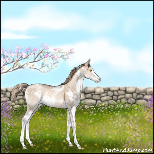 Horse Color:White Spotted Liver Red Dun Pearl Splash 