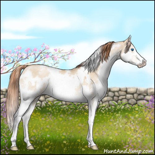 Horse Color:White Spotted Buckskin Pearl Dun Splash 