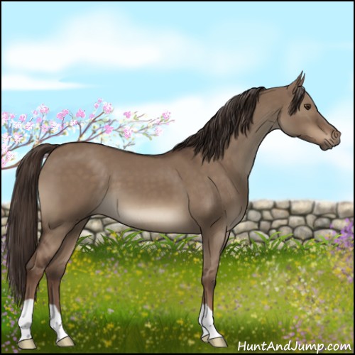 Horse Color:Liver Red Dun 