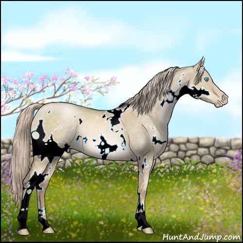 Horse Color:White Spotted Chocolate Palomino Pearl Dun 