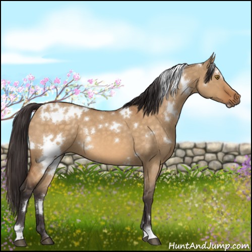 Horse Color:White Spotted Buckskin Dun Mushroom 