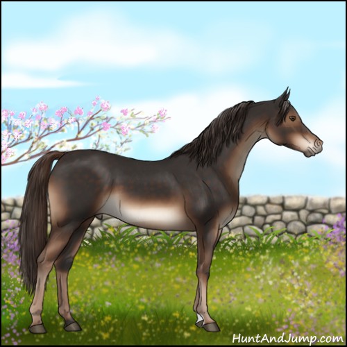 Horse Color:Liver Chestnut 