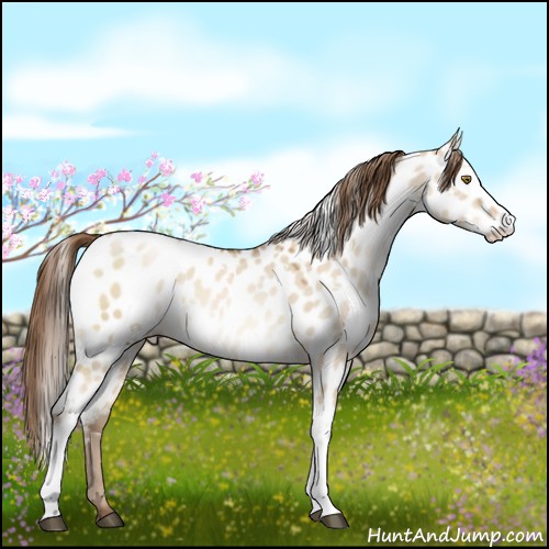 Horse Color:White Spotted Liver Red Dun Pearl Appaloosa 