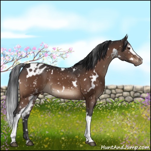 Horse Color:White Spotted Brown Appaloosa 