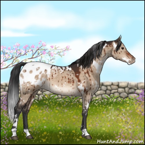 Horse Color:White Spotted Brown Dun Appaloosa Brindle 
