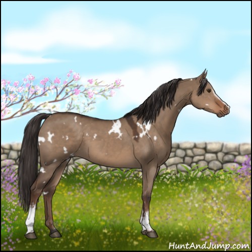 Horse Color:White Spotted Liver Red Dun 