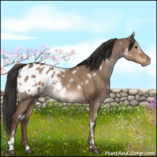 Horse Color:White Spotted Liver Red Dun Appaloosa 