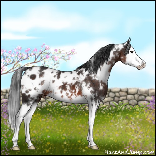 Horse Color:White Spotted Brown Splash Appaloosa 