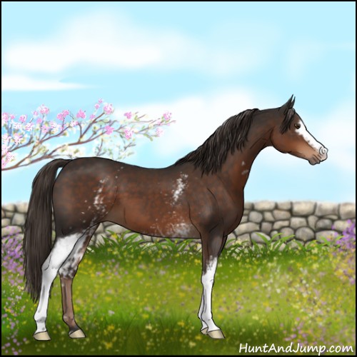 Horse Color:White Spotted Liver Chestnut Sabino 