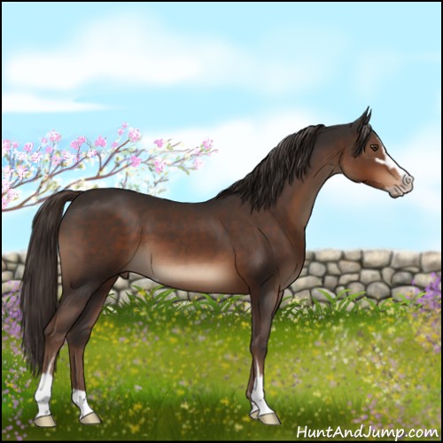 Horse Color:Liver Chestnut Sabino 