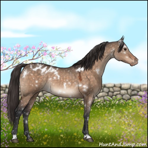 Horse Color:White Spotted Brown Dun Mushroom Appaloosa 