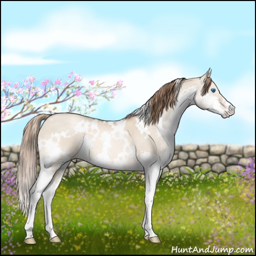 Horse Color:White Spotted Liver Red Dun Pearl Splash 
