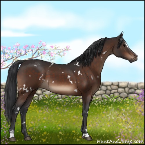 Horse Color:White Spotted Brown Sabino 