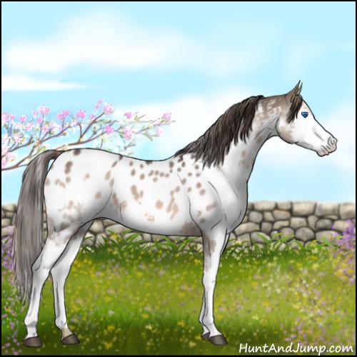 Horse Color:Liver Red Dun Splash Appaloosa 