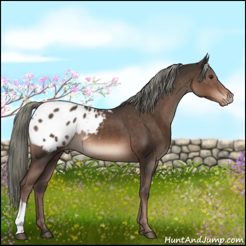 Horse Color:Liver Chestnut Mushroom Appaloosa 