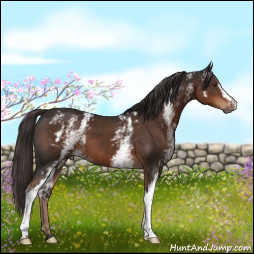 Horse Color:White Spotted Liver Chestnut 
