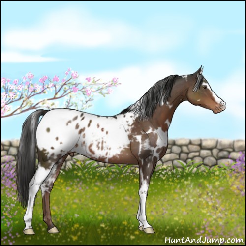 Horse Color:White Spotted Liver Chestnut Appaloosa 