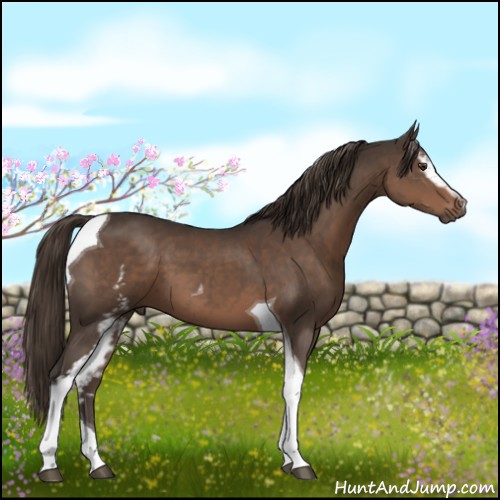 Horse Color:White Spotted Liver Chestnut Tobiano 