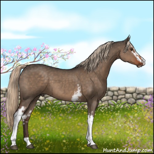 Horse Color:White Spotted Liver Red Dun Sabino 