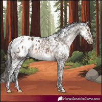 Horse Color:White Spotted Brown Dun Mushroom Appaloosa 