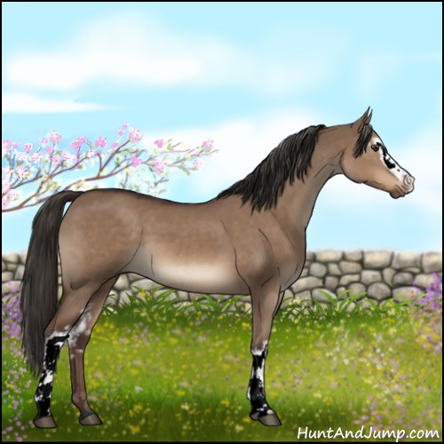 Horse Color:White Spotted Liver Red Dun Sabino 