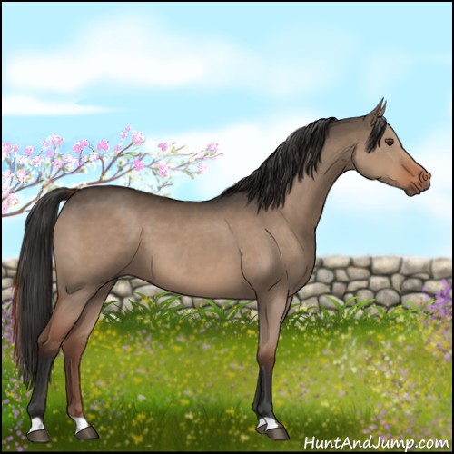 Horse Color:Liver Red Dun 
