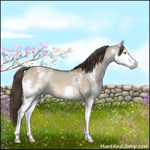Horse Color:White Spotted Liver Red Dun Sabino Splash 