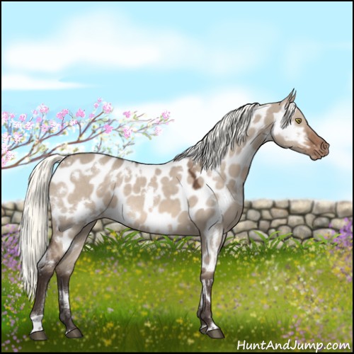 Horse Color:White Spotted Liver Red Dun Mushroom Appaloosa 