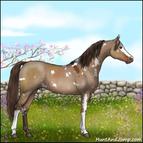 Horse Color:White Spotted Liver Red Dun 