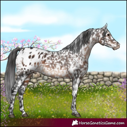 Horse Color:White Spotted Brown Appaloosa 