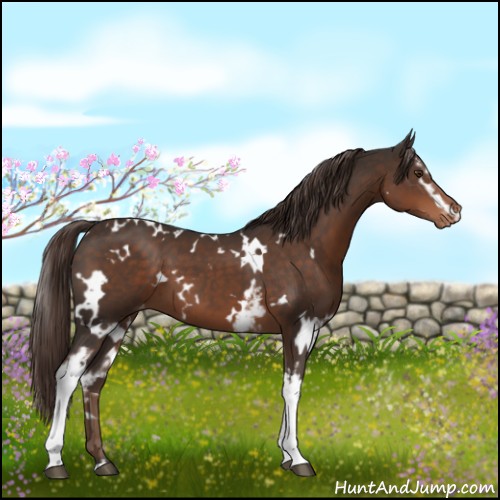 Horse Color:White Spotted Liver Chestnut Varnish 