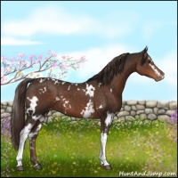 Horse Color:White Spotted Liver Chestnut Varnish 