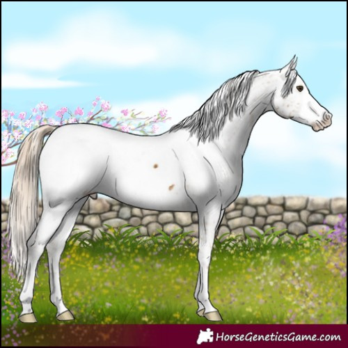 Horse Color:White Spotted Chocolate Palomino Dun Frame Appaloosa 