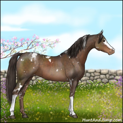 Horse Color:White Spotted Liver Chestnut Appaloosa 