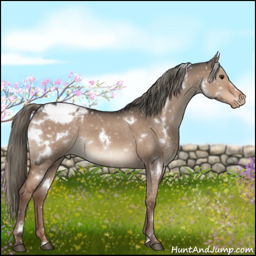 Horse Color:White Spotted Liver Red Dun Mushroom Appaloosa 