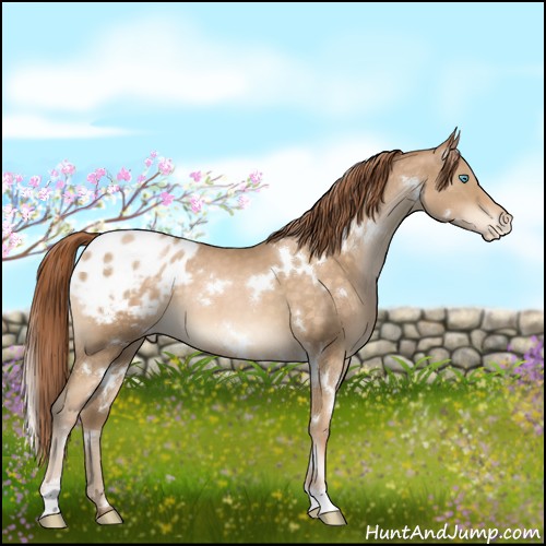 Horse Color:White Spotted Buckskin Pearl Appaloosa 