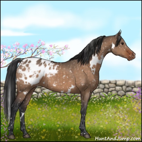 Horse Color:White Spotted Brown Dun Appaloosa 