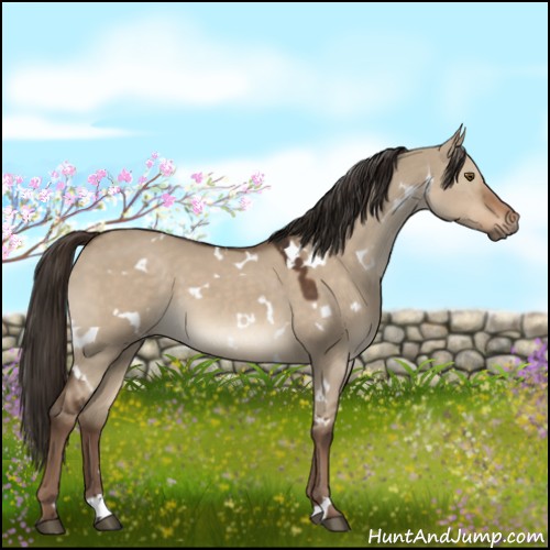 Horse Color:White Spotted Liver Red Dun 