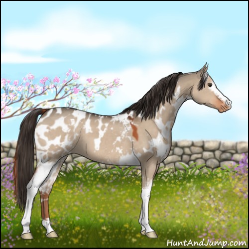 Horse Color:White Spotted Liver Red Dun Appaloosa 
