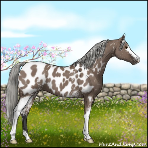 Horse Color:White Spotted Liver Red Dun Mushroom Near Leopard