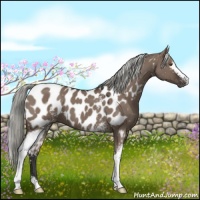Horse Color:White Spotted Liver Red Dun Mushroom Near Leopard 