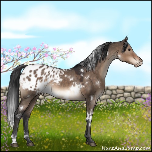Horse Color:White Spotted Brown Dun Appaloosa 