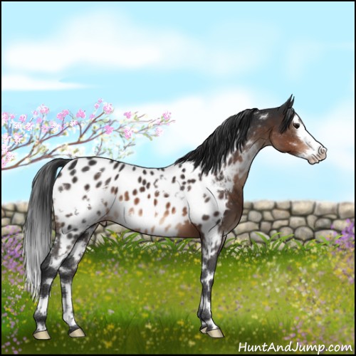 Horse Color:White Spotted Brown Mushroom Splash Appaloosa 